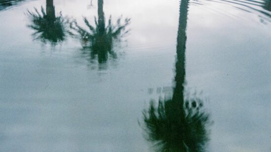 palm trees reflected