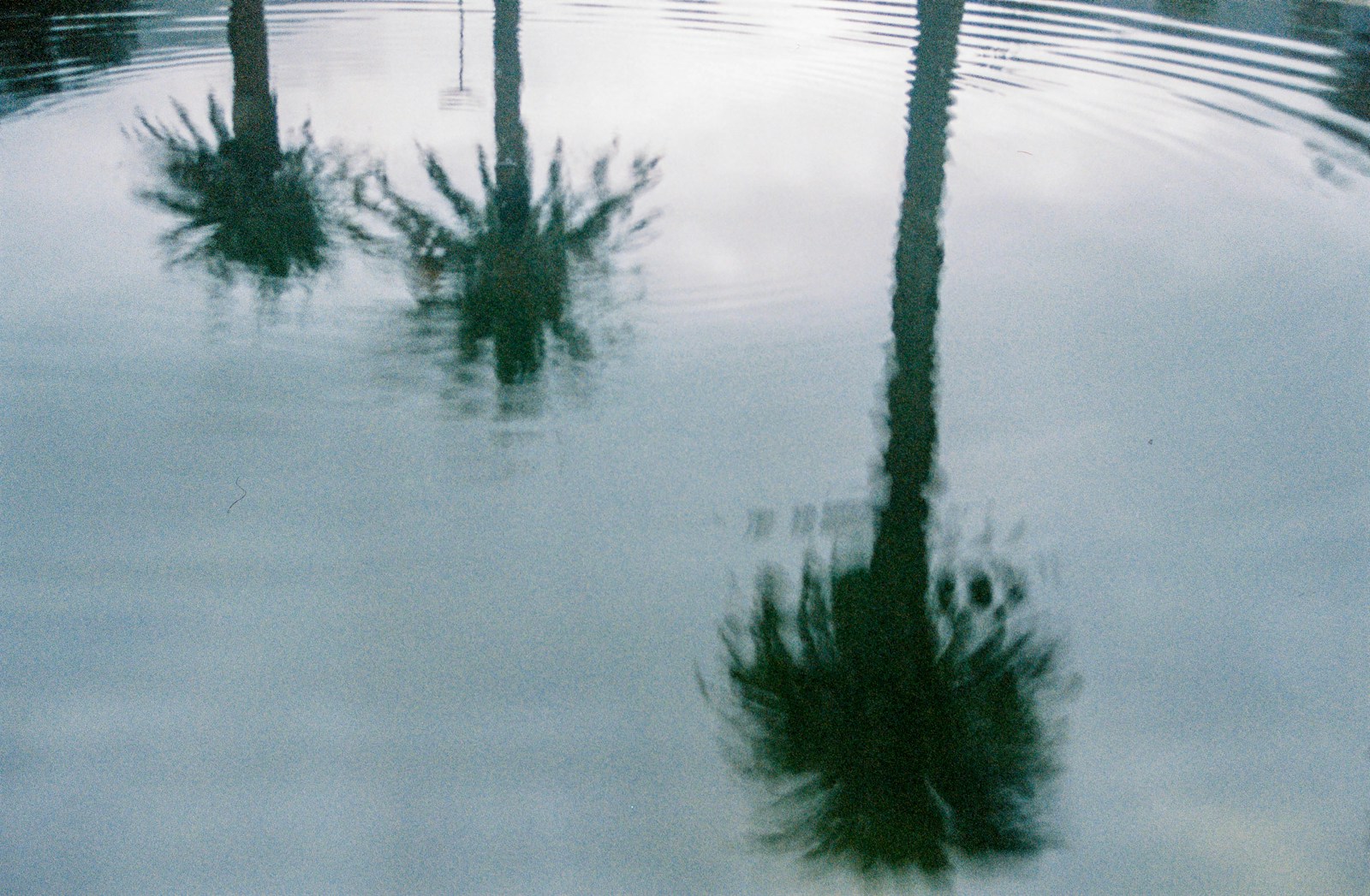 palm trees reflected